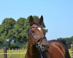 dressage horse Quidon (Westphalian, 1997, from Quattro B)