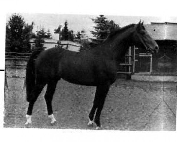 stallion Rhythmus (Rhinelander, 1978, from Rheingold)