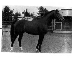 stallion Rhythmus (Rhinelander, 1978, from Rheingold)