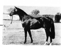 horse Romadan (Rhinelander, 1979, from Romadour II)