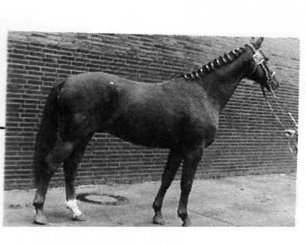 Pferd Rommel (Westfale, 1972, von Romulus I)