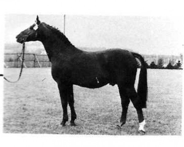 stallion Roman (Westphalian, 1970, from Romulus I)