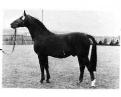 stallion Roman (Westphalian, 1970, from Romulus I)