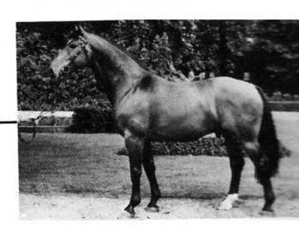 stallion Regent (Westphalian, 1975, from Remus II)