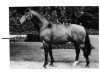 stallion Regent (Westphalian, 1975, from Remus II)