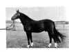 stallion Rossini (Westphalian, 1970, from Radetzky)