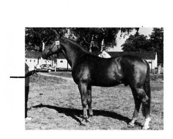 stallion Geronimo (Hanoverian, 1973, from Gotthard)