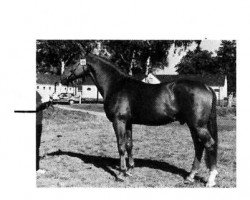 stallion Geronimo (Hanoverian, 1973, from Gotthard)