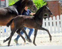 dressage horse Fury XXIII (Westphalian, 2018, from For Final)