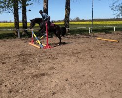 horse Balboa AOM (Mecklenburger, 2017, from Balou du Rouet)
