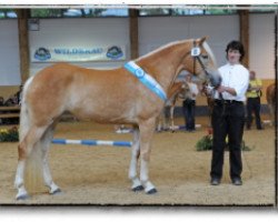 broodmare Dina (Haflinger, 2007, from Nostradamus)