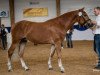 stallion Akitano 8 (Haflinger, 2016, from Atlantic)