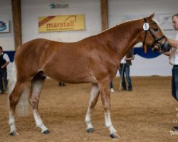 stallion Akitano 8 (Haflinger, 2016, from Atlantic)