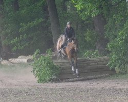 dressage horse Quendocino (German Warmblood, 2007, from Quality 9)