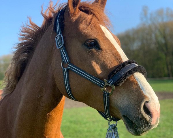 jumper Quentin B 3 (German Riding Pony, 2013, from Quatman)