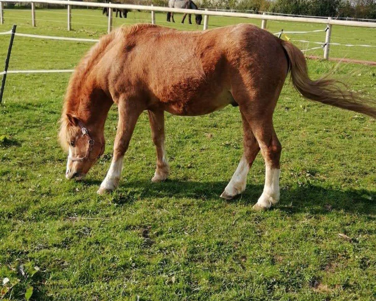 stallion Waitwith North Dakota (Welsh mountain pony (SEK.A), 1997, from Bengad Dicksonia)
