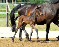 dressage horse Sensation (Austrian Warmblood, 2020, from For Romance I)