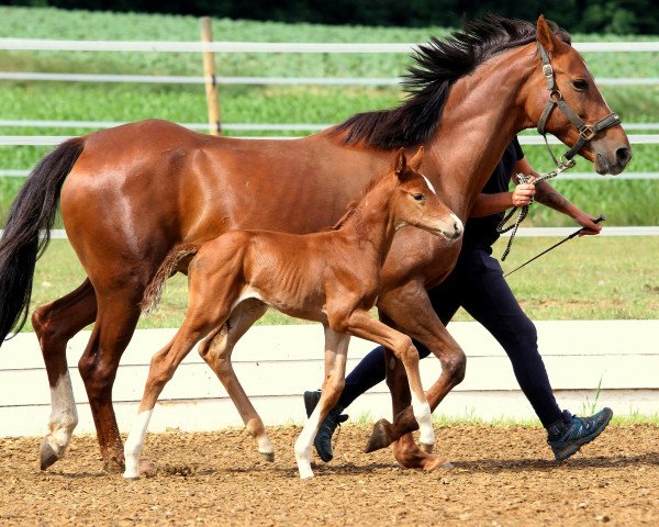 dressage horse Quality Girl (Little German Riding Horse, 2020, from De Royal)