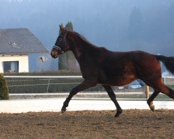 Zuchtstute Sweet Royal Kiss (Österreichisches Warmblut, 2018, von Royal Doruto OLD)