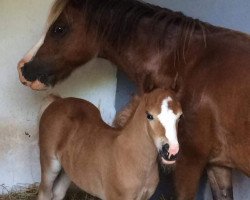 Zuchtstute Forlan Trysori (Welsh Mountain Pony (Sek.A), 1998, von Fronbach Hello Charlie)