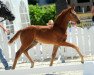 dressage horse Farina de Holling (Westphalian, 2018, from For Final)