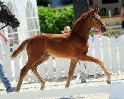 Dressurpferd Farina de Holling (Westfale, 2018, von For Final)