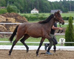 Dressurpferd Showgirl (Österreichisches Warmblut, 2019, von La Vie)