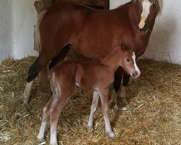 horse Blythebridge Teagan (Welsh mountain pony (SEK.A), 2017, from Waitwith North Dakota)