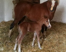 horse Blythebridge Teagan (Welsh mountain pony (SEK.A), 2017, from Waitwith North Dakota)