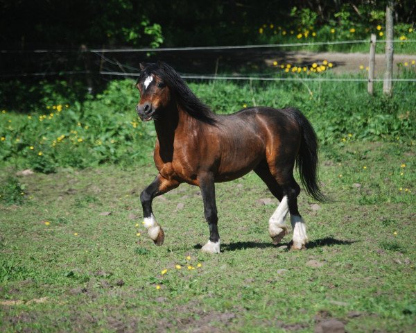 stallion Forlan Mastermind (Welsh mountain pony (SEK.A), 2001, from Llwynan Flash)