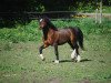 stallion Forlan Mastermind (Welsh mountain pony (SEK.A), 2001, from Llwynan Flash)