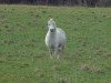 Zuchtstute Maescwm Music (Welsh Mountain Pony (Sek.A), 1995, von Trefaes Bleddyn)