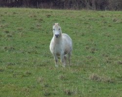 broodmare Maescwm Music (Welsh mountain pony (SEK.A), 1995, from Trefaes Bleddyn)