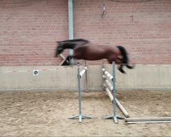 broodmare As di Schokolata (Hanoverian, 2011, from As di Villagana)