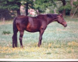 broodmare Parodie (Westphalian, 1959, from Pernod xx)