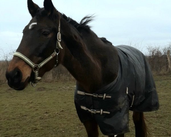 broodmare Julaska (Mecklenburg, 1995, from Juon I)