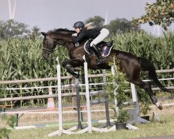 jumper Ravallo's Queen L (Polish Warmblood, 2011, from Luron)