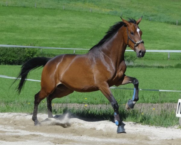 horse Nurmina W (Trakehner, 2013, from Touch my Heart)