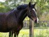 broodmare Dancing Dori K (German Riding Pony, 2013, from Dance On Top)