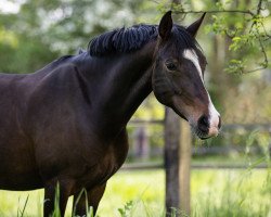 Zuchtstute Dancing Dori K (Deutsches Reitpony, 2013, von Dance On Top)