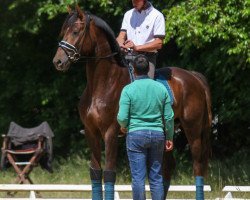 dressage horse Blue lights of Habana CE (Hanoverian, 2017, from Bonds)