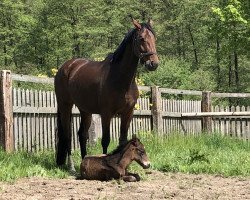 broodmare Bandolina 5 (Hanoverian, 2015, from Belissimo NRW)