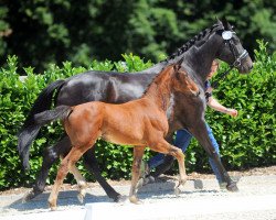 dressage horse Final Game (Westphalian, 2018, from For Final)