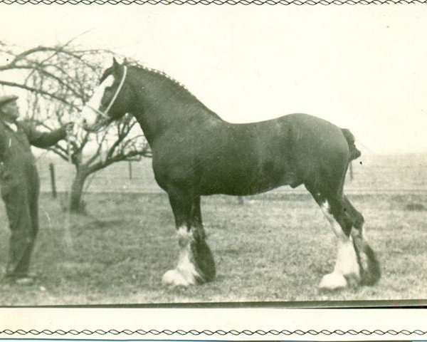 Deckhengst Warrix Endeavour (Clydesdale,  , von Craigie McQuaid)