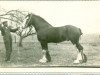 Deckhengst Warrix Endeavour (Clydesdale,  , von Craigie McQuaid)