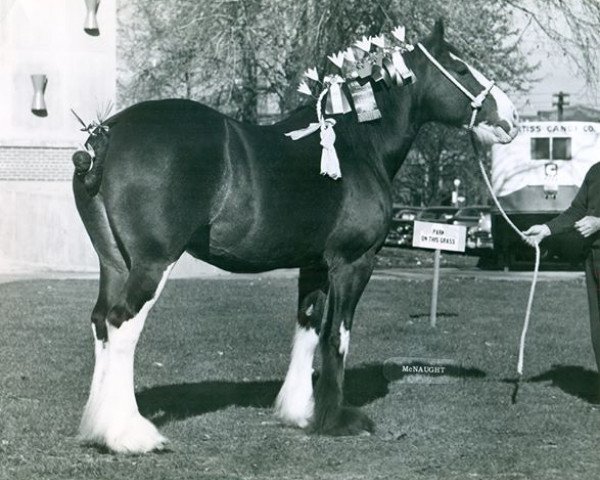 Zuchtstute Ratlingate Marigold (Clydesdale, 1943, von Carlisle Castle)