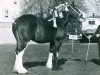 broodmare Ratlingate Marigold (Clydesdale, 1943, from Carlisle Castle)