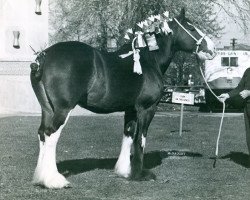 broodmare Ratlingate Marigold (Clydesdale, 1943, from Carlisle Castle)