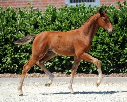 dressage horse Baileys de Luxe (Westphalian, 2018, from Baccardi)