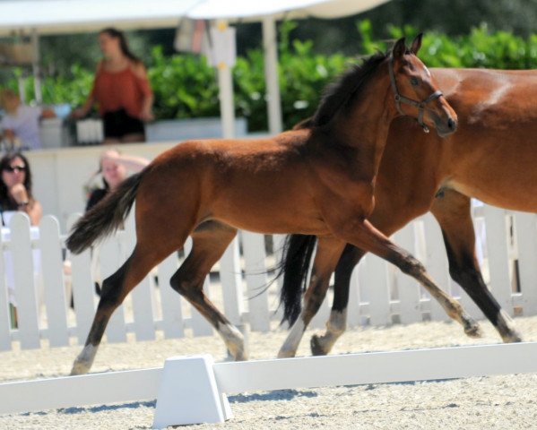 dressage horse Fritzzantino 4 (Westphalian, 2018, from For Final)